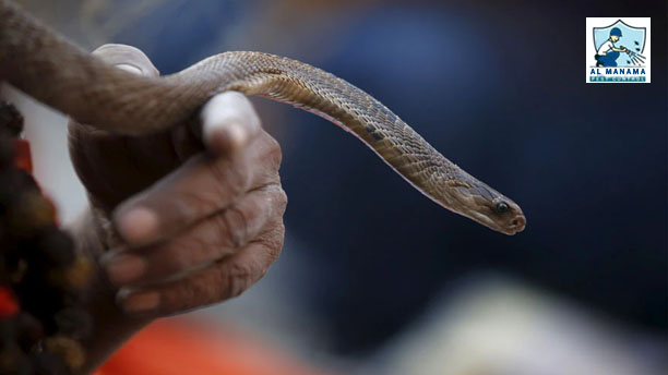 Pest Control Dubai | Pest Control Service Dubai | Dubai Pest Control